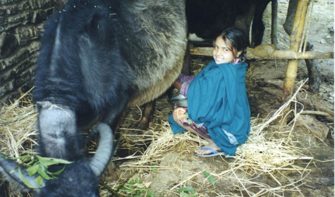nepal_animal1