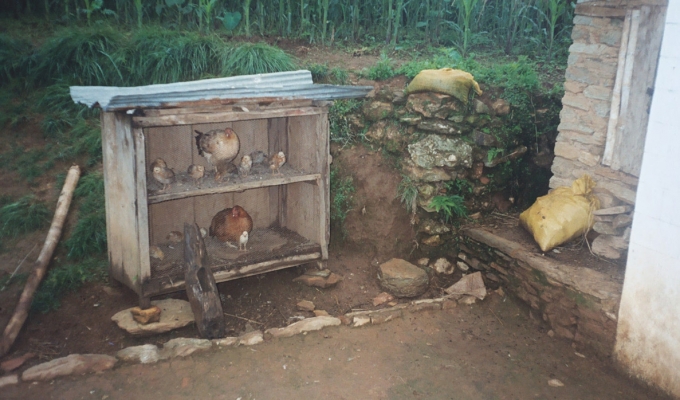 nepal_animal3