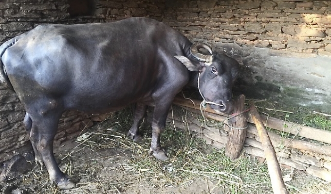 buffalo