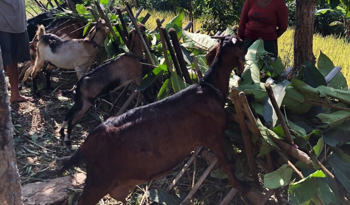 goats